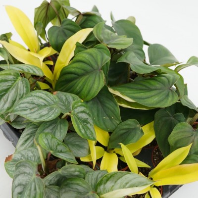 Philodendron assorted - 20 per flat