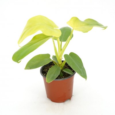 Philodendron bipennifolium aurea
