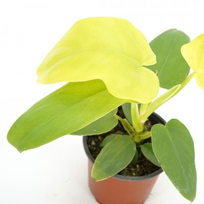 Philodendron bipennifolium aurea