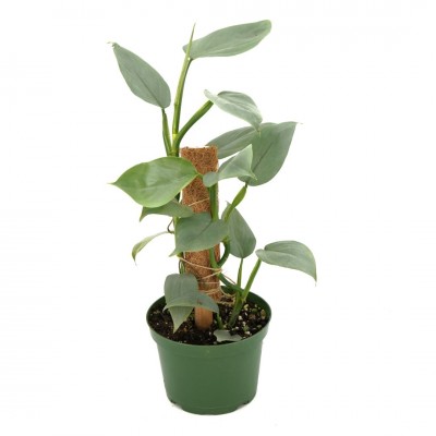 Philodendron hastatum Silver Sword - pole