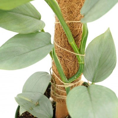 Philodendron hastatum Silver Sword - pole