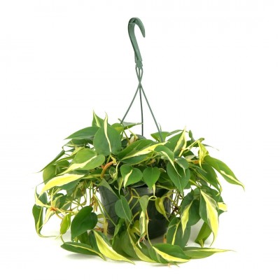 Philodendron heder. 'Silver Stripe' - HB