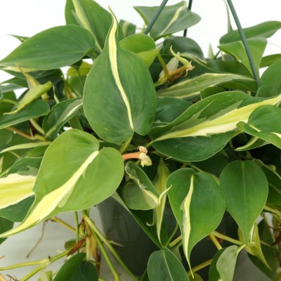 Philodendron heder. 'Silver Stripe' - HB