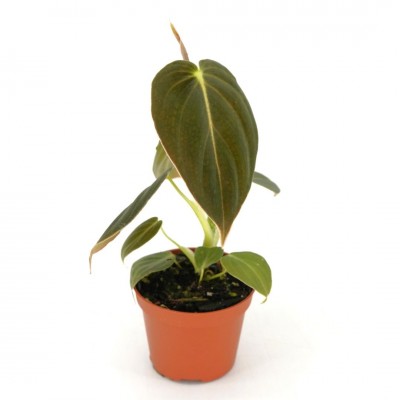 Philodendron melanochrysum