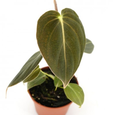 Philodendron melanochrysum