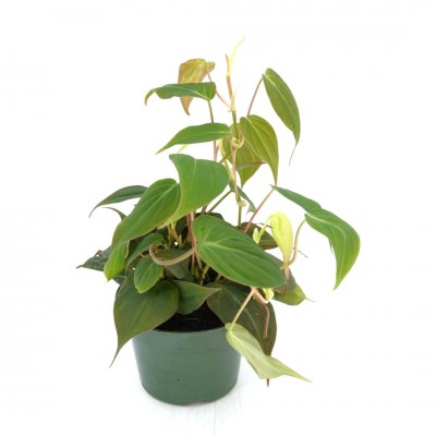 Philodendron micans