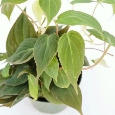 Philodendron micans - pole