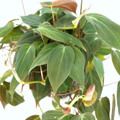 Philodendron micans - HB