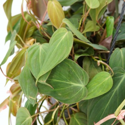 Philodendron micans - HB