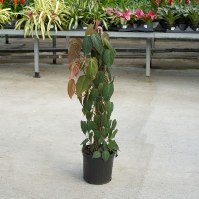 Philodendron micans - pole