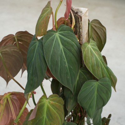 Philodendron micans - pole