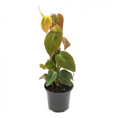 Philodendron micans - pole 10in - Washington - Cascade Tropicals