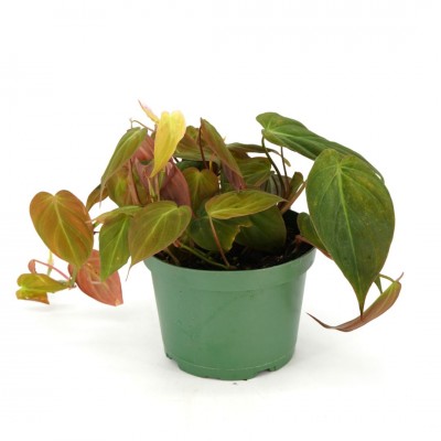 Philodendron micans - upright