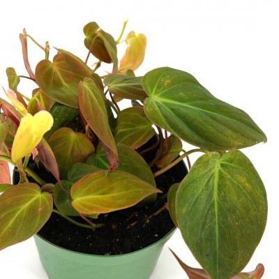 Philodendron micans - upright
