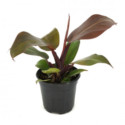 Philodendron 'Red Moon'