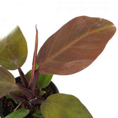 Philodendron 'Red Moon'