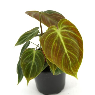 Philodendron rubri. 'El Choco Red'