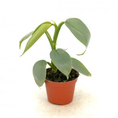 Philodendron hastatum Silver Sword
