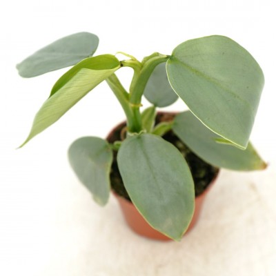 Philodendron hastatum Silver Sword