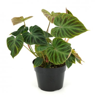 Philodendron 'Splendid'