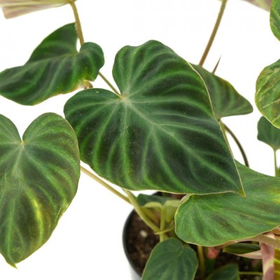 Philodendron 'Splendid'