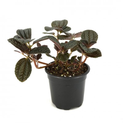 Pilea depressa 'Chocolate'