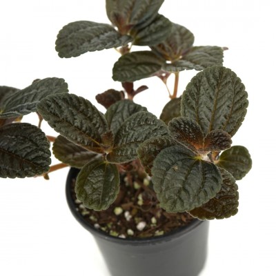 Pilea depressa 'Chocolate'