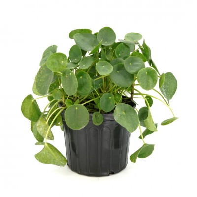 Pilea peperomioides