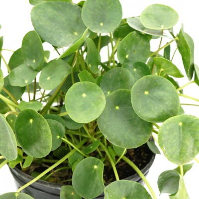 Pilea peperomioides