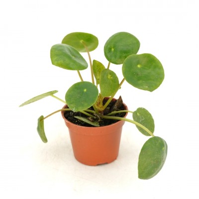 Pilea peperomioides