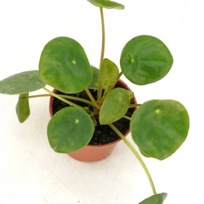 Pilea peperomioides