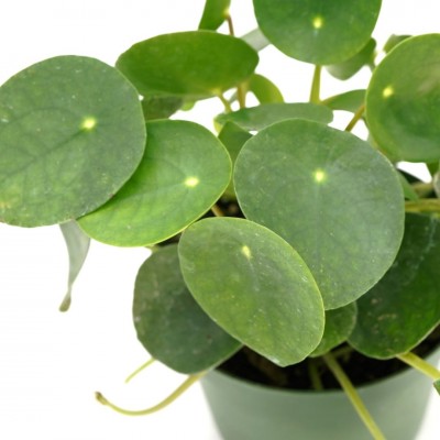 Pilea peperomioides