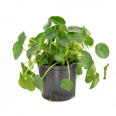 Pilea peperomioides