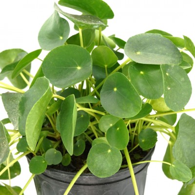 Pilea peperomioides