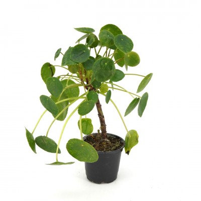 Pilea peperomioides - topiary