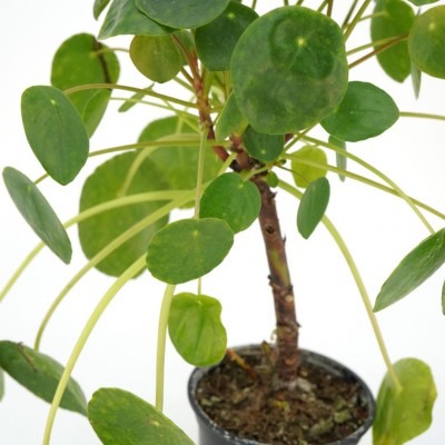 Pilea peperomioides - topiary