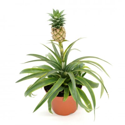 Ananas comosus