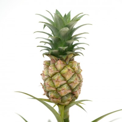 Ananas comosus