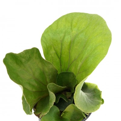 Platycerium elephantotis