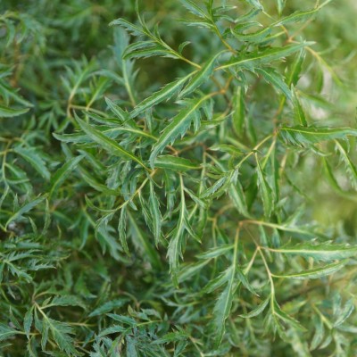 Polyscias fruticosa