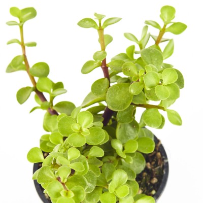 Portulacaria afra - bonsai