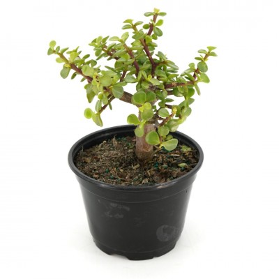 Portulacaria afra