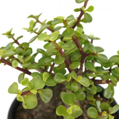 Portulacaria afra