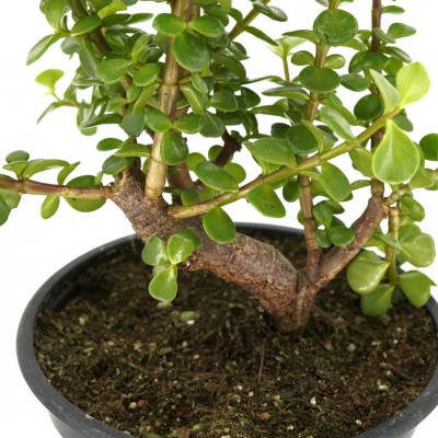 Portulacaria afra - bonsai