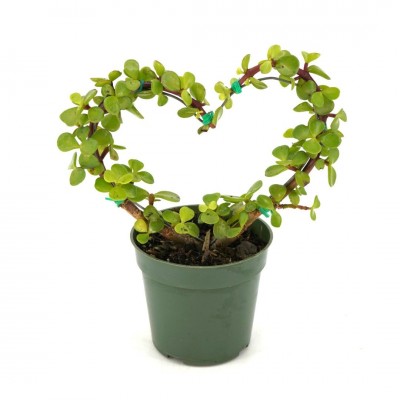 Portulacaria afra - Heart Topiary