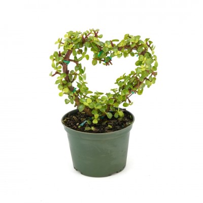 Portulacaria afra - Heart Topiary