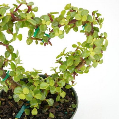 Portulacaria afra - Heart Topiary