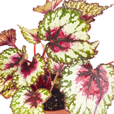 Begonia Rex assorted DO NOT USE 4in - Washington - Cascade Tropicals