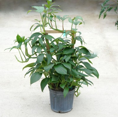 Rhaphidophora decursiva - Trellis