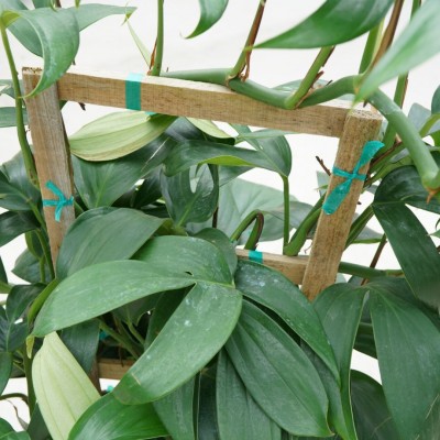 Rhaphidophora decursiva - Trellis